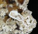 Beautiful, Agatized Fossil Coral - Florida #57715-1